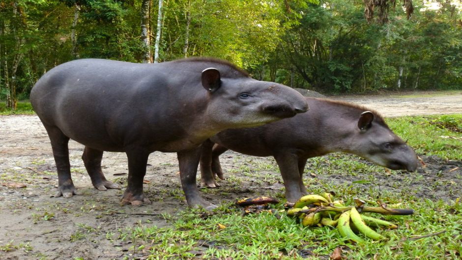 Tapir, Guia de Fauna. RutaChile.   - PARAGUAI