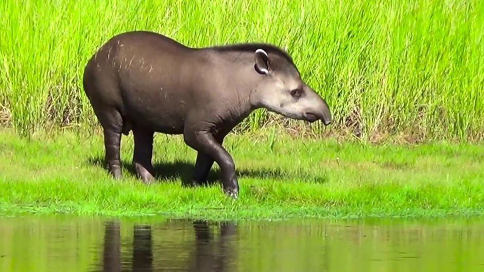 Tapir, Guia de Fauna. RutaChile.   - VENEZUELA