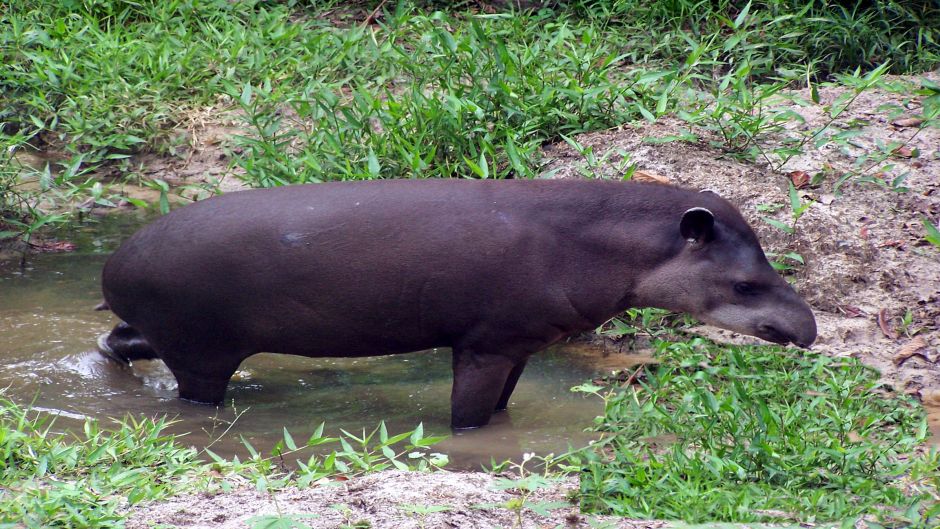 Tapir, Guia de Fauna. RutaChile.   - Equador