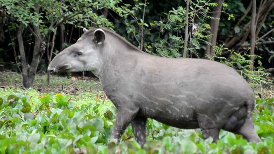 Tapir, Guia de Fauna. RutaChile.   - Colmbia