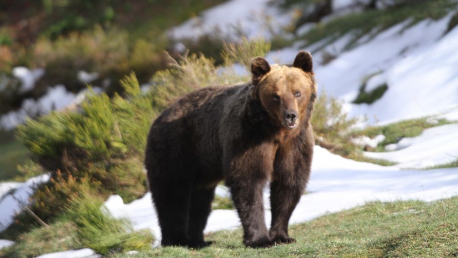 Urso Marrom.   - 