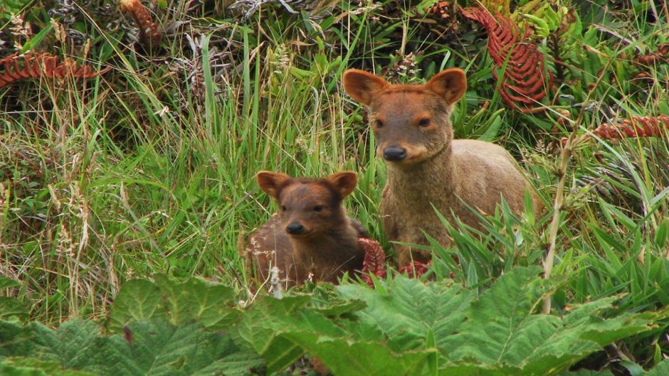 Pudu, Guia de Fauna. RutaChile.   - ARGENTINA