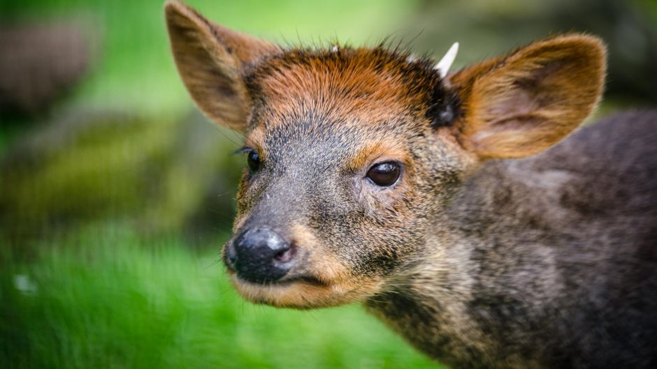 Pudu, Guia de Fauna. RutaChile.   - CHILE