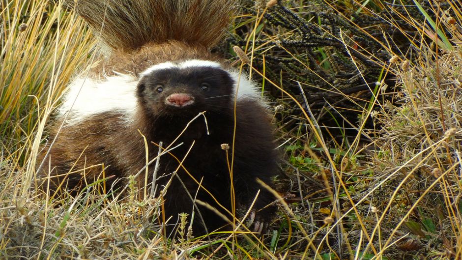 Chingue, Guia de Fauna. RutaChile.   - Bolvia