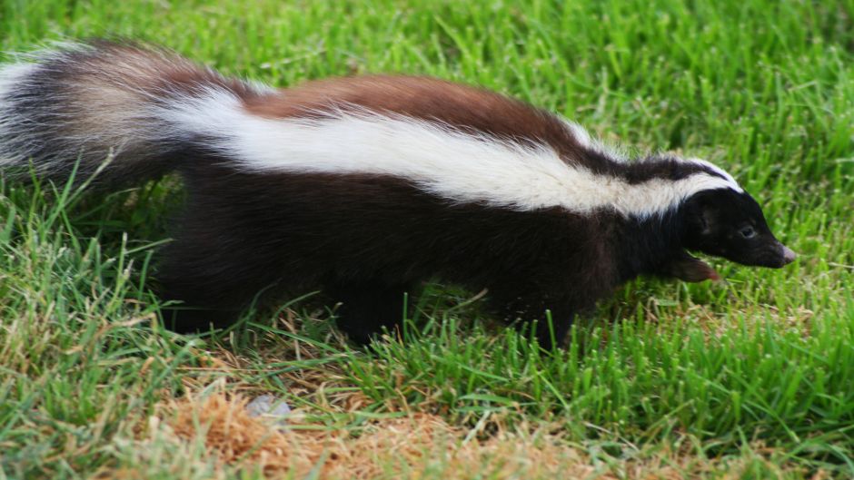 Chingue, Guia de Fauna. RutaChile.   - Uruguai