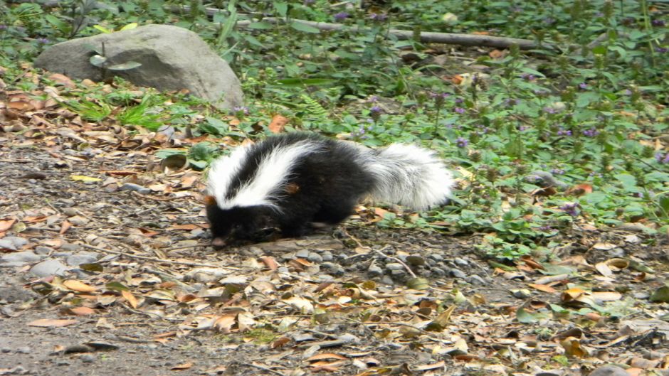 Chingue, Guia de Fauna. RutaChile.   - 