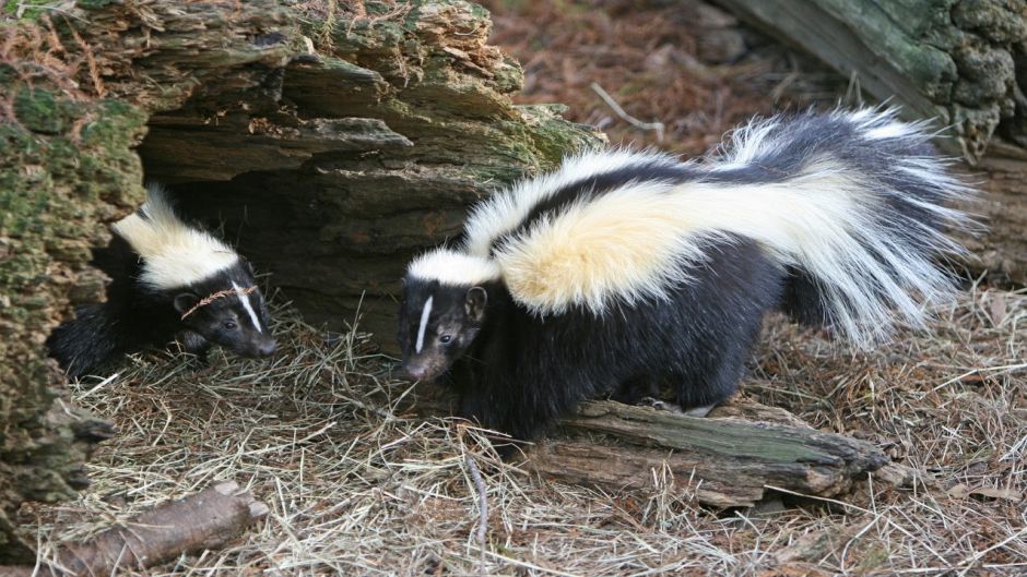 Chingue, Guia de Fauna. RutaChile.   - Bolvia