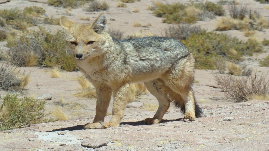 Zorro Culpeo, Guia de Fauna. RutaChile.   - 