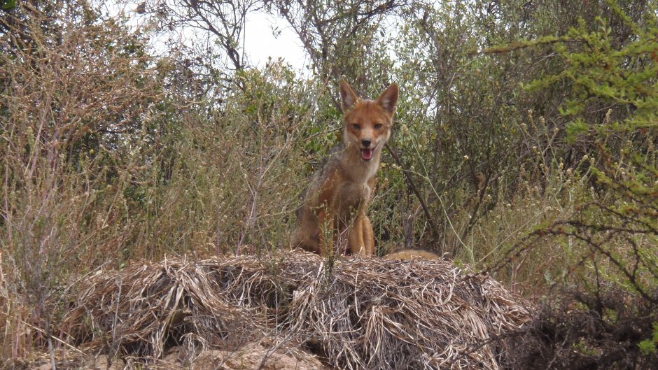 Zorro Culpeo, Guia de Fauna. RutaChile.   - CHILE