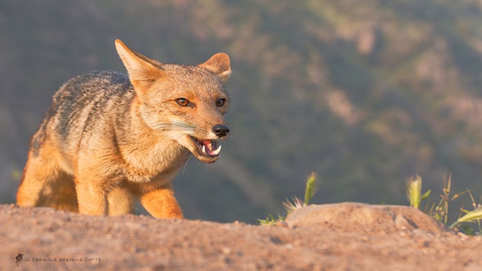 Zorro Culpeo, Guia de Fauna. RutaChile.   - Equador