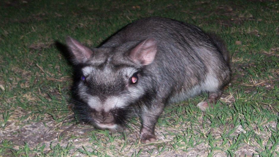 Vizcacha, Guia de Fauna. RutaChile.   - PARAGUAI