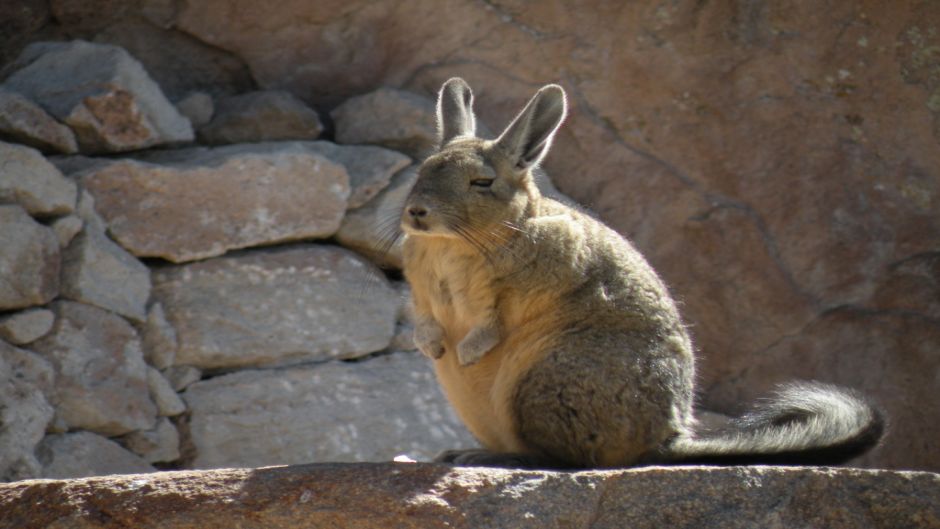 Vizcacha, Guia de Fauna. RutaChile.   - Bolvia