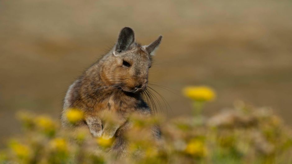 Vizcacha, Guia de Fauna. RutaChile.   - Bolvia