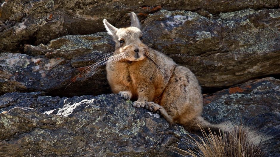 Vizcacha, Guia de Fauna. RutaChile.   - Bolvia