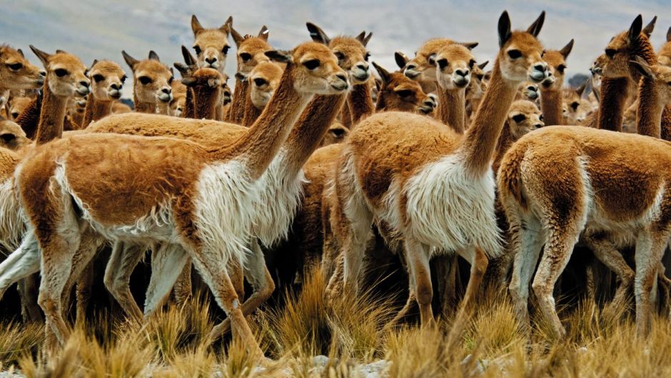 Vicuña, Guia de Fauna. RutaChile.   - Bolvia