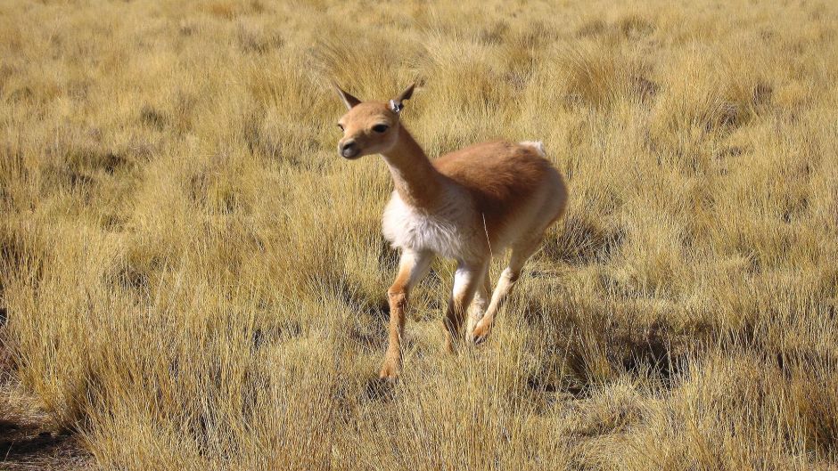 Vicuña, Guia de Fauna. RutaChile.   - Bolvia