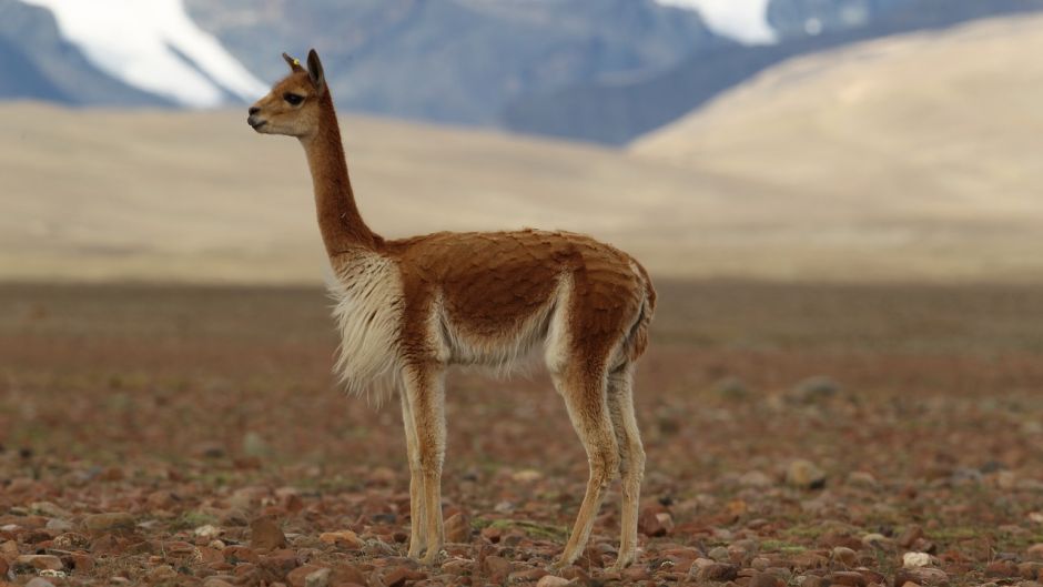 Vicuña, Guia de Fauna. RutaChile.   - Bolvia