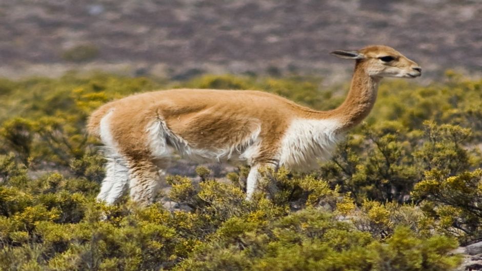 Vicuña, Guia de Fauna. RutaChile.   - 