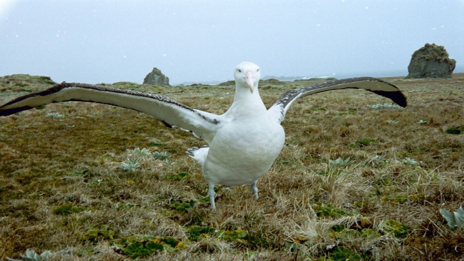 Cabeça cinza e pescoço, testa lisa, os lados da face, garganta, pes.   - CHILE