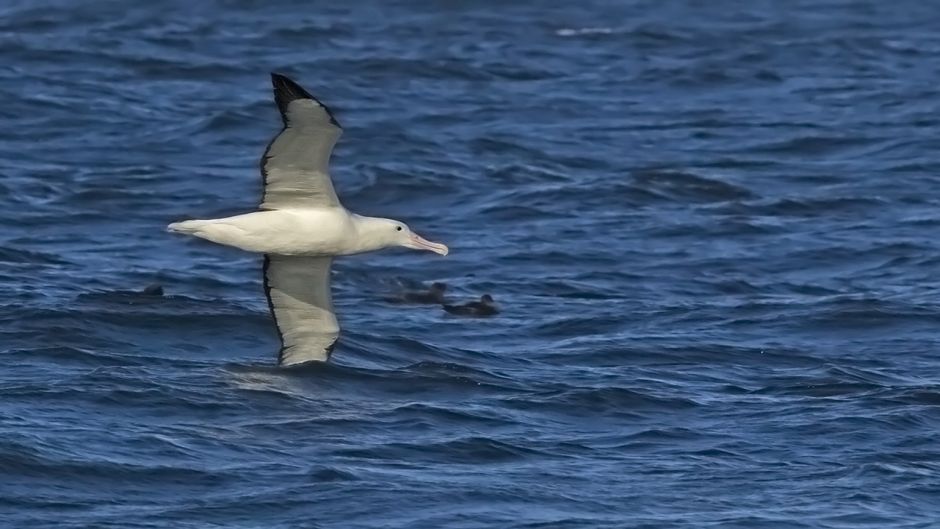 Ele pode ser facilmente confundido com o seu meio albatroz-errante,.   - ARGENTINA