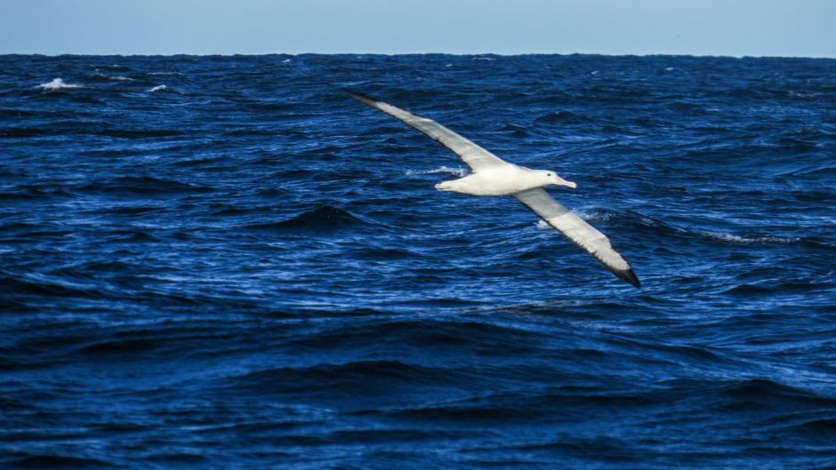 Ele pode ser facilmente confundido com o seu meio albatroz-errante,.   - Equador