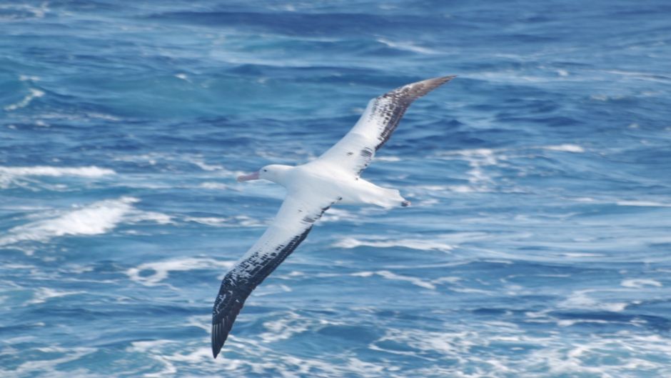 Ele pode ser facilmente confundido com o seu meio albatroz-errante,.   - frica do Sul