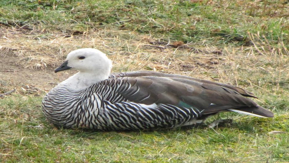 Caiquen, Guia de Fauna. RutaChile.   - 