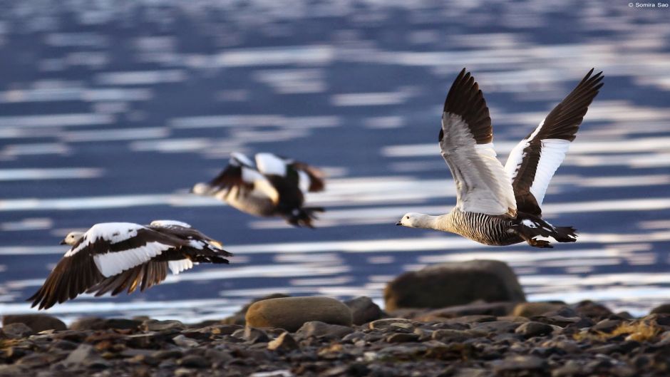 Caiquen, Guia de Fauna. RutaChile.   - CHILE