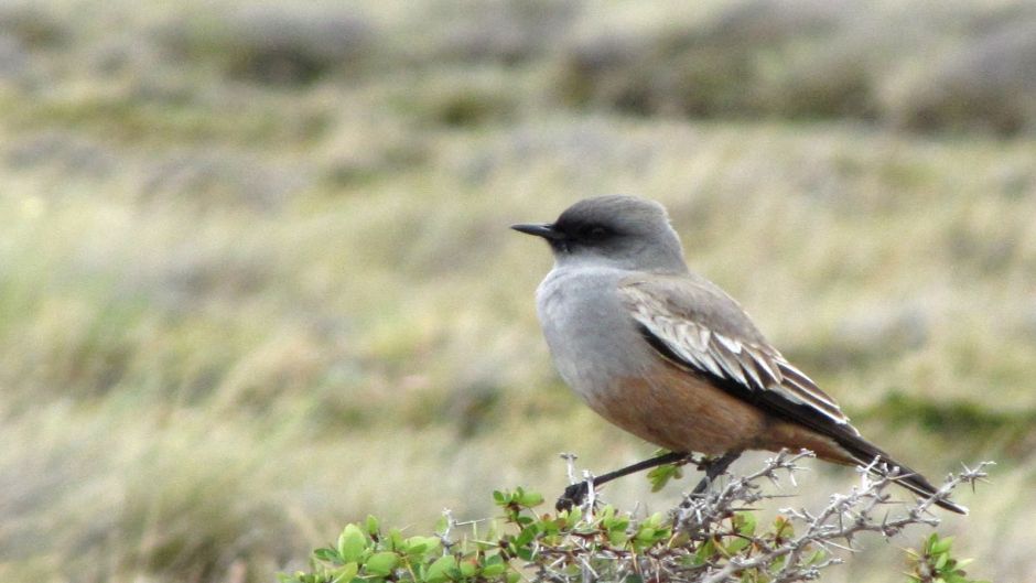 Flycatcher de chocolate, Guia de Fauna. RutaChile.   - Uruguai