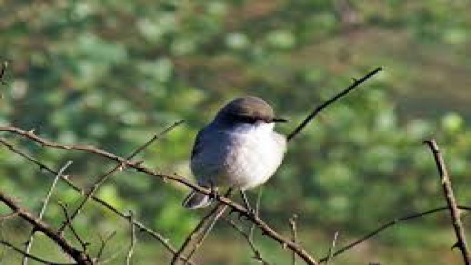 Flycatcher de chocolate, Guia de Fauna. RutaChile.   - Uruguai