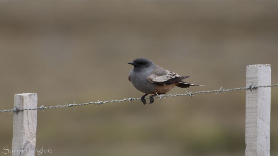 Flycatcher de chocolate, Guia de Fauna. RutaChile.   - Uruguai