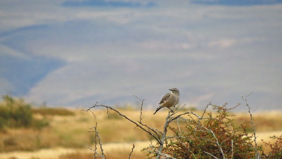 Flycatcher de chocolate, Guia de Fauna. RutaChile.   - Uruguai