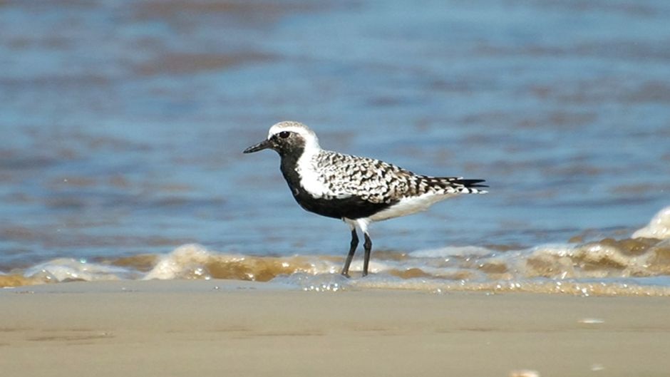 Informações tarambola Ártico, com penas pretas no pescoço, tórax e .   - Coria do Norte