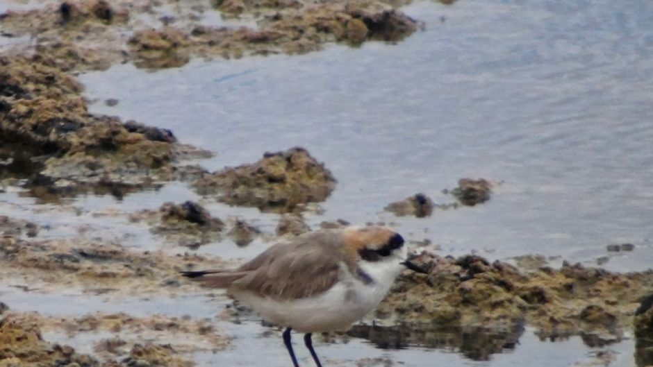 A tarambola Puna habita lagos e lagoas de água doce e salgada da Co.   - CHILE