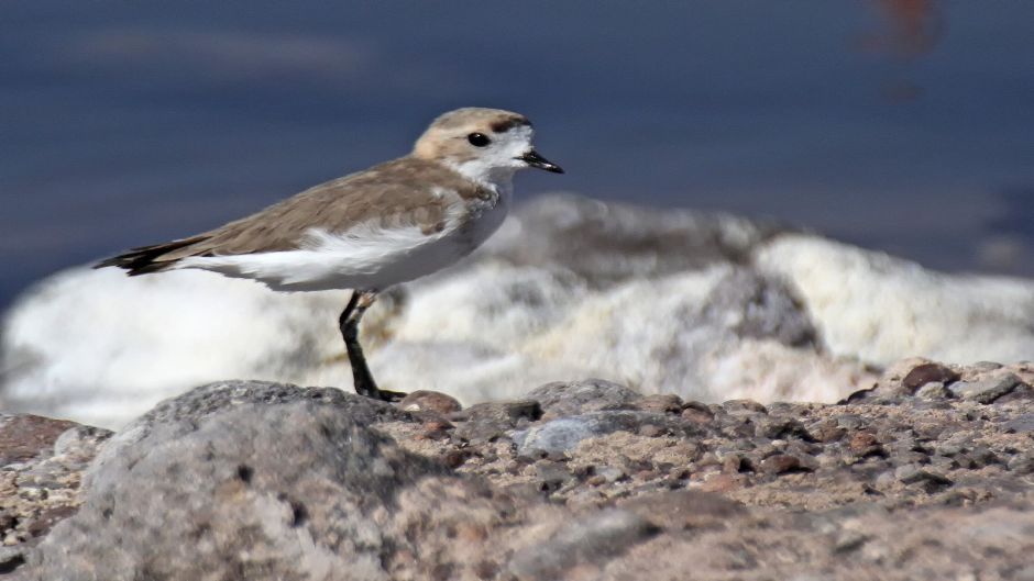 A tarambola Puna habita lagos e lagoas de água doce e salgada da Co.   - ARGENTINA