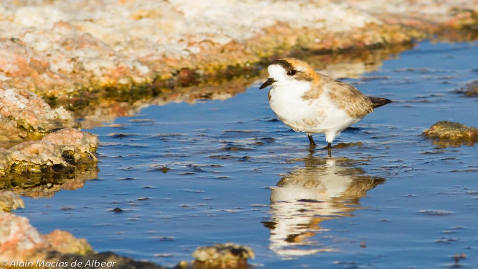 A tarambola Puna habita lagos e lagoas de água doce e salgada da Co.   - CHILE