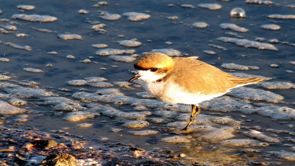 A tarambola Puna habita lagos e lagoas de água doce e salgada da Co.   - CHILE