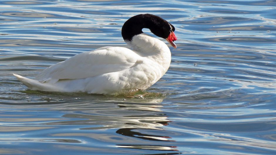 Cisne de pescoço preto, Guia de Fauna. RutaChile.   - ARGENTINA