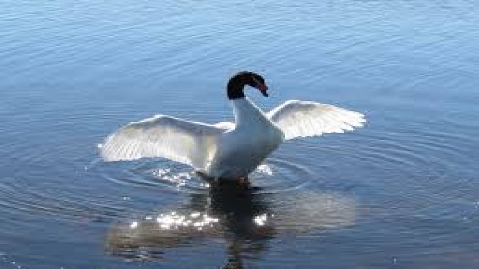 Cisne de pescoço preto, Guia de Fauna. RutaChile.   - ARGENTINA