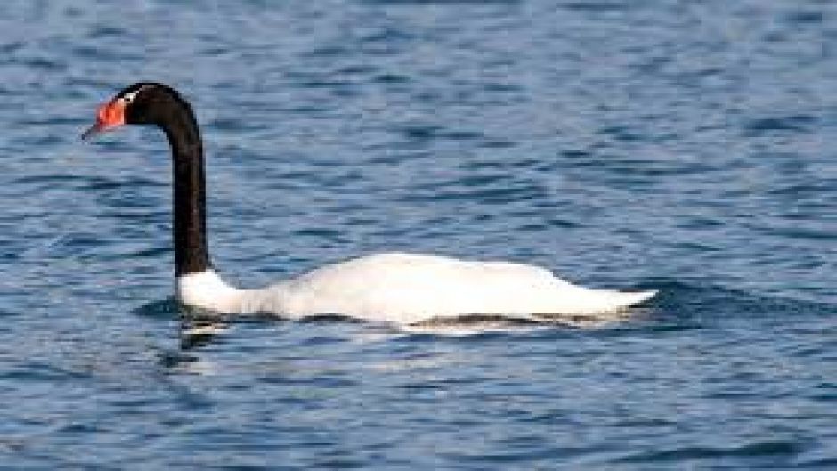 Cisne de pescoço preto, Guia de Fauna. RutaChile.   - 