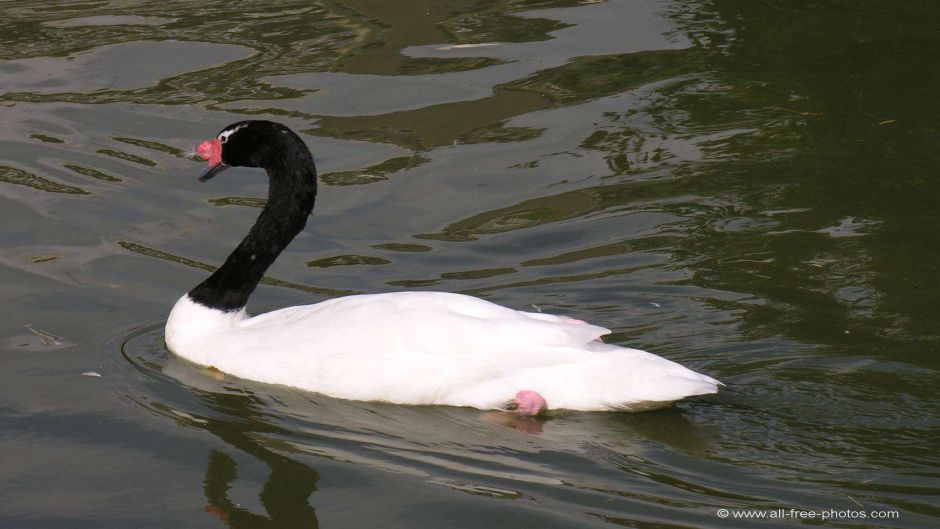 Cisne de pescoço preto, Guia de Fauna. RutaChile.   - Bolvia