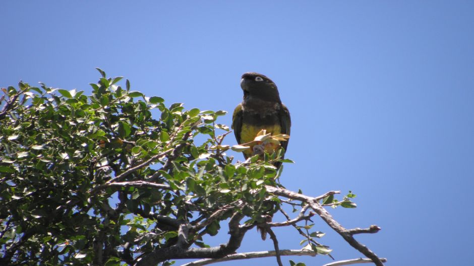 Loro Tricahue, Guia de Fauna. RutaChile.   - Uruguai