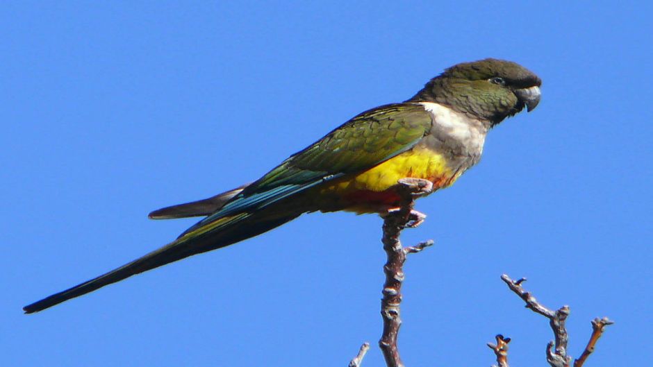 Loro Tricahue, Guia de Fauna. RutaChile.   - Uruguai