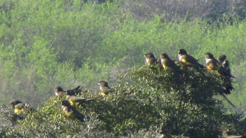 Loro Tricahue, Guia de Fauna. RutaChile.   - ARGENTINA