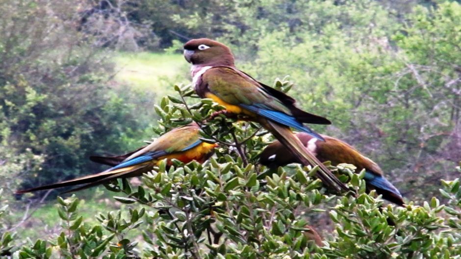 Loro Tricahue, Guia de Fauna. RutaChile.   - Uruguai