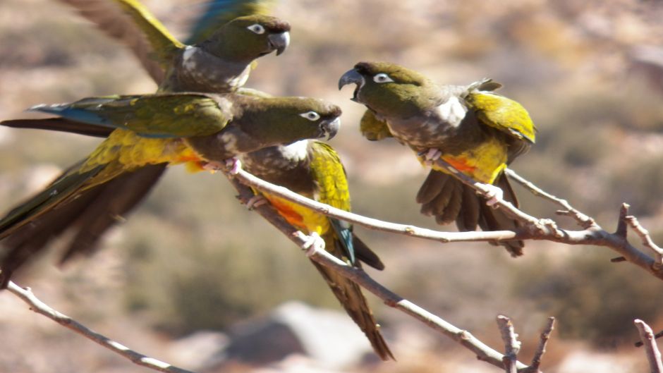 Loro Tricahue, Guia de Fauna. RutaChile.   - 