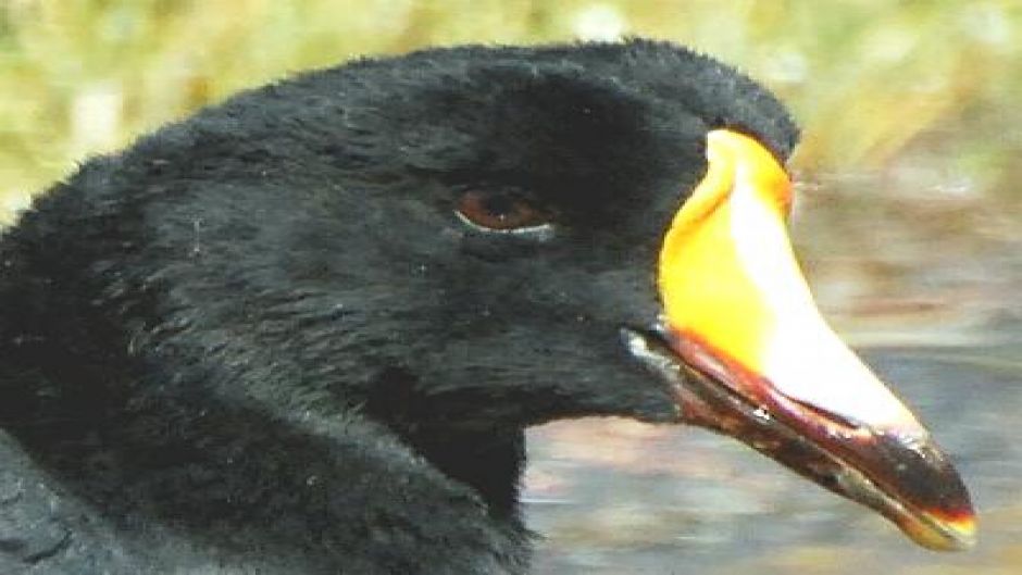 Tagua Gigante, Guia de Fauna. RutaChile.   - Bolvia