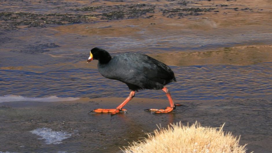 Tagua Gigante, Guia de Fauna. RutaChile.   - Bolvia
