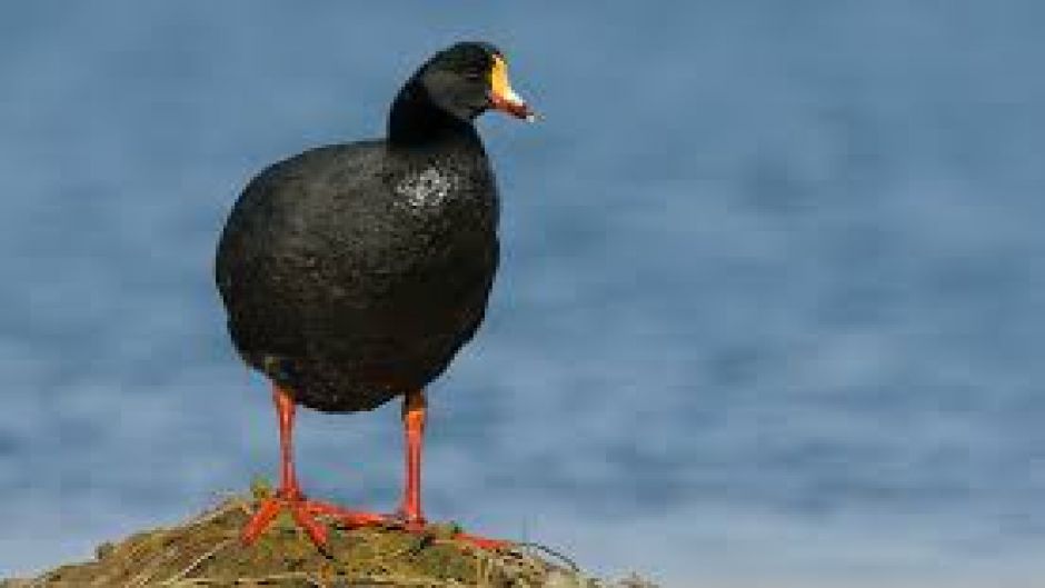 Tagua Gigante, Guia de Fauna. RutaChile.   - 