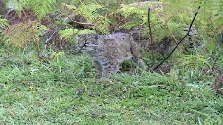 Colocolo, Guia de Fauna. RutaChile.   - Equador